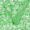 green11.gif